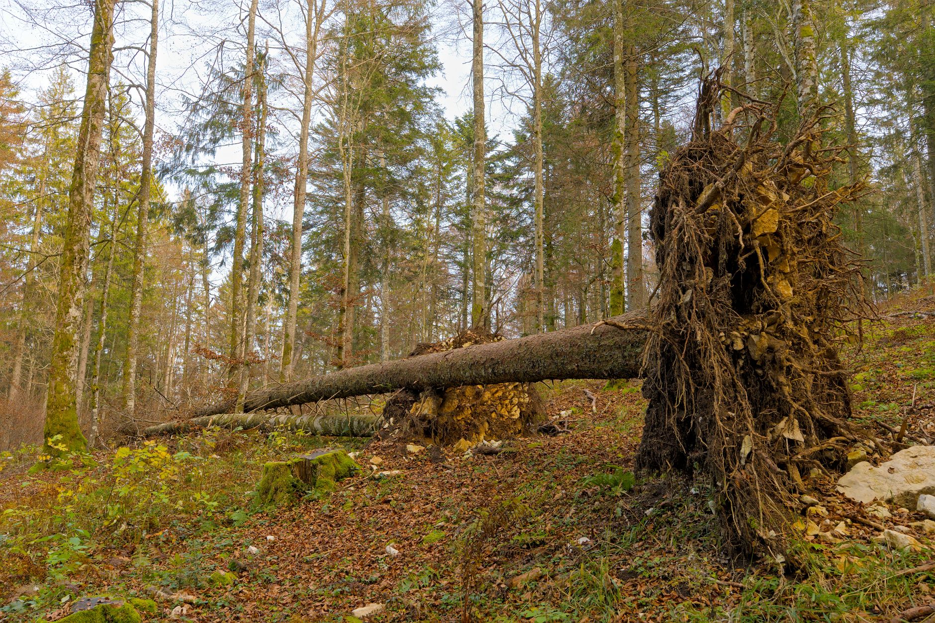 Enlèvement arbre urgence équipe à Montfermeil
